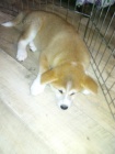 Akita inu tnata