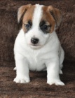 Jack Russell terrier s PP