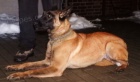 belgicky ovcak malinois