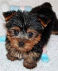 mui a eny Yorkie toy terrier tata