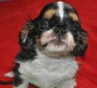 King charles spaniel s pp