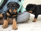 Rottweiler tata na prodej s rodokmenem