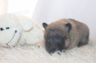 Belgick ovk Malinois