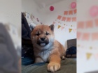 Shiba-Inu tn