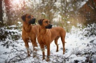 Rhodsk ridgeback tetka s PP