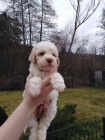 Lagotto Romagnolo