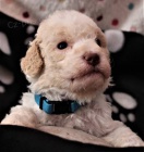 Lagotto Romagnolo