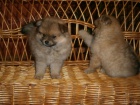 Nmeck pic pomeranian