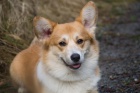Korgi