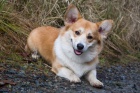 Korgi
