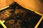 Flat Coated Retriever - tata s PP