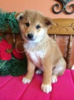 cuccioli di shiba in qui 