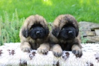 Leonberger teniatka s PP