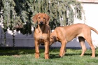 Rhod. Ridgeback teniatka s PP