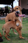 Rhod. Ridgeback teniatka s PP