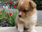 Pembroke welsh corgi Puppies  for sale