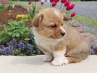 Pembroke welsh corgi Puppies  for sale