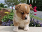 Pembroke welsh corgi Puppies  for sale