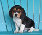 Ndhern tata Beagle