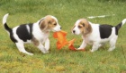 12 tdn Beagle tata pipravena