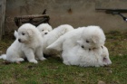 Chov m tata Maremma Abruzzese Shepherd