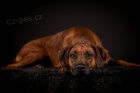 Rhodsk ridgeback 