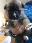 dispozici krsn ttka akita t msc