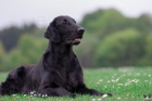 FLAT COATED RETRIEVER - tata