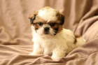 Drah tata Shih Tzu