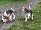 Musk a ensk Beagle