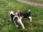 Musk a ensk Beagle