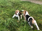 Musk a ensk Beagle