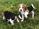 Musk a ensk Beagle