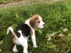 Musk a ensk Beagle