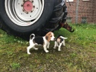 Musk a ensk Beagle