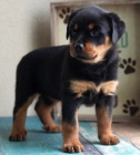 tata Rottweiler pro pijet