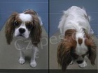 Krl Charles Spaniel