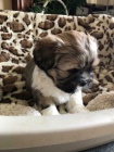 tata shih tzu