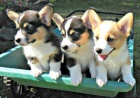 embroke Welsh Corgi ttka k dispozici