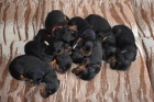 Gordonsetr  tata (Gordonsetter)