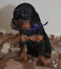 Gordonsetr  tata (Gordonsetter)