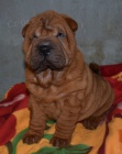 arpej,  shar-pei, ttka s PP