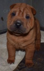 arpej,  shar-pei, ttka s PP