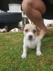 Rozkon Jack Russel terir tata pipravena na nov domov