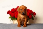 Rhodesian ridgeback