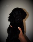 Flat coated retriever s PP