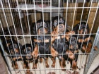 Gordonsetr  tata (Gordonsetter)