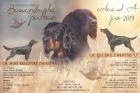 Gordonsetr  tata (Gordonsetter)