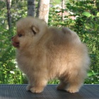 Pomeranian tata