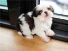 Mm tata Shih Tzu pro pijet